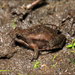 Eastern Sign-bearing Froglet - Photo (c) teejaybee, some rights reserved (CC BY-NC-ND)