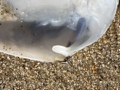 Periploma planiusculum