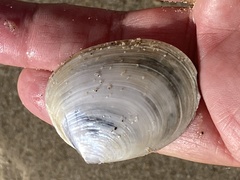 Periploma planiusculum