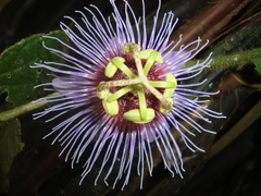 Passiflora menispermifolia