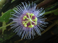 Passiflora menispermifolia