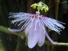 Passiflora menispermifolia