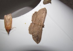 Austrocidaria gobiata