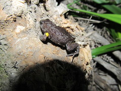 Dendy's Toadlet photo 2