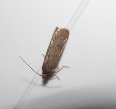 Phaeosaces apocrypta