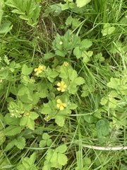 Potentilla centigrana