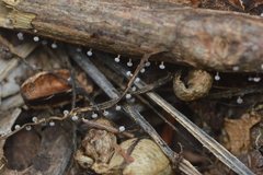 Didymium squamulosum