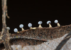Didymium squamulosum