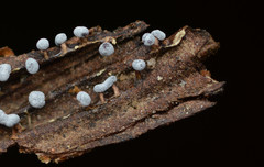 Didymium squamulosum