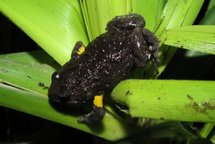 Dendy's Toadlet photo 3