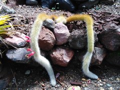 Cleistocactus colademononis