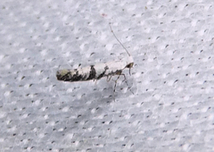 Argyresthia austerella