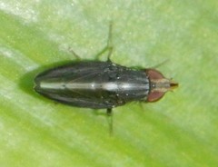 Cephaloconus tenebrosus