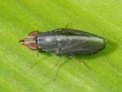 Cephaloconus tenebrosus