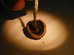 Psilocybe ovoideocystidiata