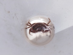 Pseudothelphusa dugesi