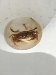 Pseudothelphusa dugesi