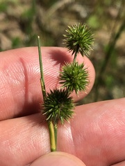 Juncus brachycarpus