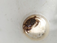 Pseudothelphusa dugesi