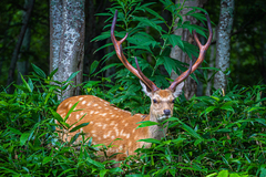 Cervus nippon yesoensis