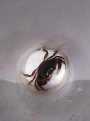 Pseudothelphusa dugesi