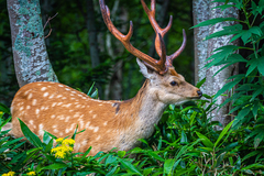 Cervus nippon yesoensis