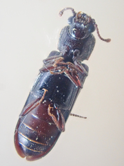 Lyctus