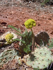 Lomatium foeniculaceum daucifolium