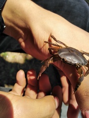 Pseudothelphusa dugesi