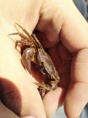 Pseudothelphusa dugesi