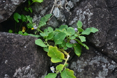Solanum miyakojimense