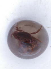 Pseudothelphusa dugesi