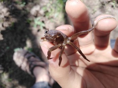 Pseudothelphusa dugesi