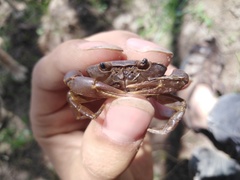 Pseudothelphusa dugesi