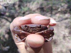 Pseudothelphusa dugesi