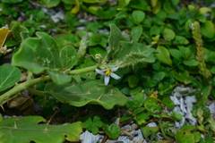 Solanum miyakojimense