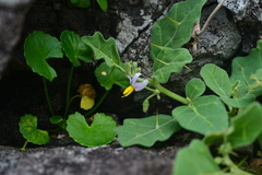 Solanum miyakojimense
