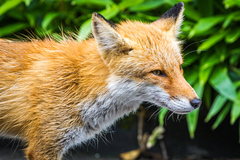 Vulpes vulpes schrencki