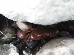 Pseudothelphusa dugesi