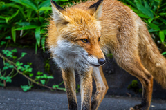 Vulpes vulpes schrencki