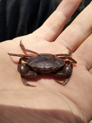 Pseudothelphusa dugesi