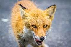 Vulpes vulpes schrencki