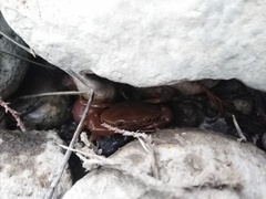 Pseudothelphusa dugesi