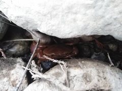 Pseudothelphusa dugesi