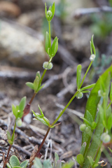 Galium bifolium