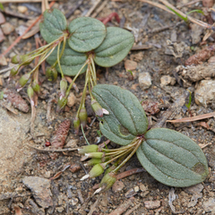 Claytonia obovata
