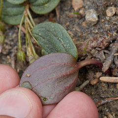 Claytonia obovata