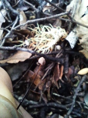 Marasmius gelatinosipes