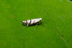 Argyresthia austerella