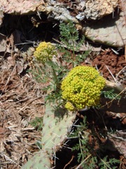 Lomatium foeniculaceum daucifolium